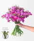 Freesia Love (40 stems, 80+ blooms)