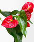 Ruby Red Anthurium