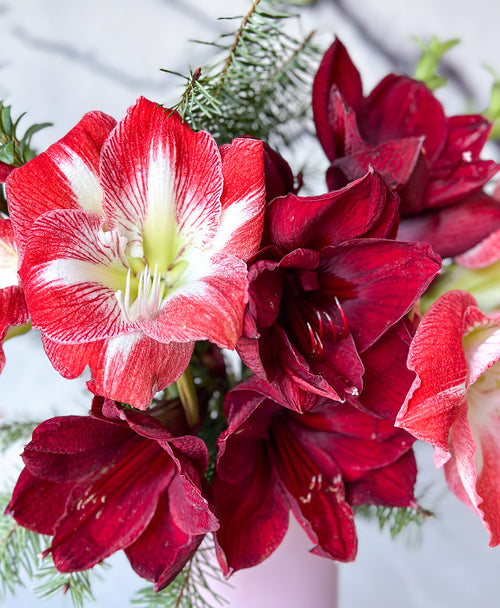 Sleigh All Day Amaryllis (5 stems, 12+ blooms)