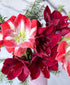 Sleigh All Day Amaryllis (5 stems, 12+ blooms)