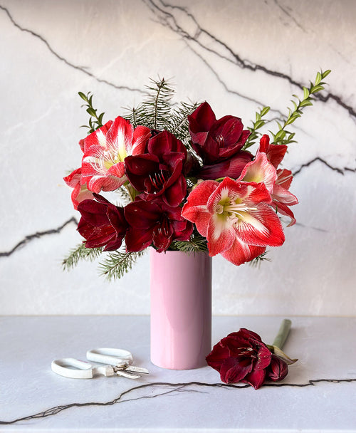 Sleigh All Day Amaryllis (5 stems, 12+ blooms)