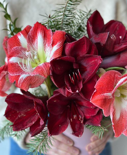 Santa Baby (5 stems, arrives with vase)