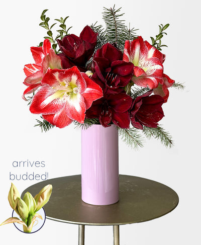 Santa Baby (5 stems, arrives with vase)