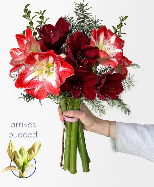 Sleigh All Day Amaryllis (5 stems, 12+ blooms)