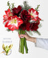 Sleigh All Day Amaryllis (5 stems, 12+ blooms)