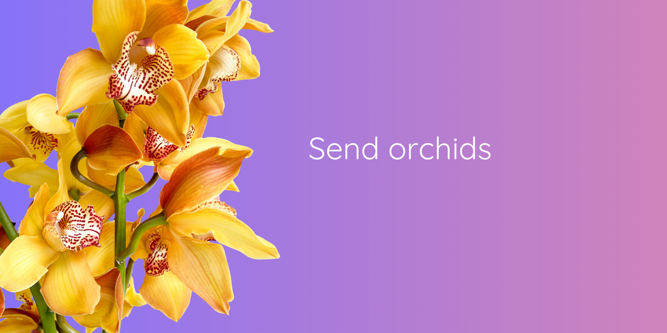 Send orchids