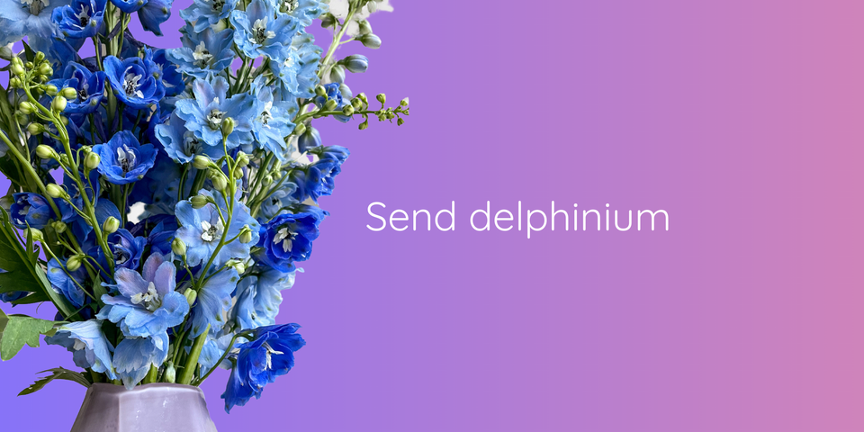 Send delphinium