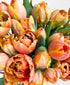 Atomic Orange Double Tulips (30 stems)