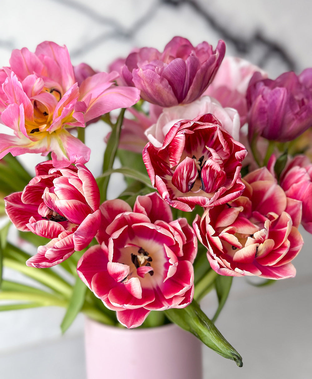Tulip Service (Grower's Mix, 30 Stems) | Tonic Blooms