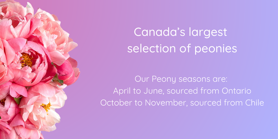 Peonies