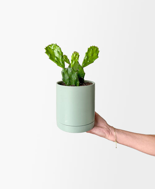 Paddle Cactus (sage planter, with drainage)