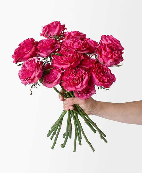 Sugar Crush (15 stems)
