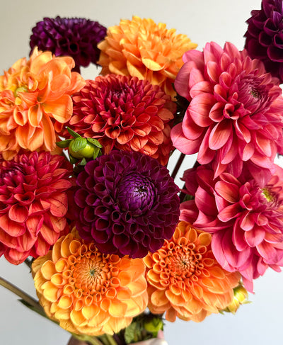 Fall Dahls (15 stems)
