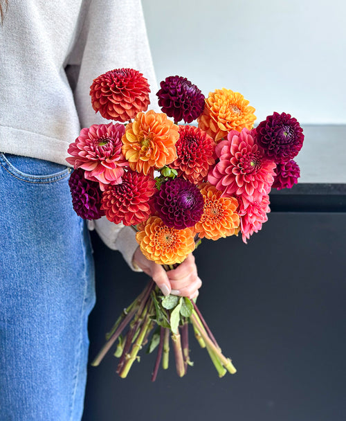 Fall Dahls (15 stems)