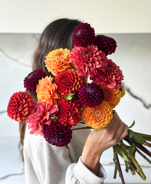 Fall Dahls (15 stems)