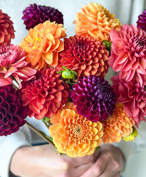 Fall Dahls (15 stems)