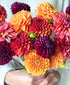 Fall Dahls (15 stems)