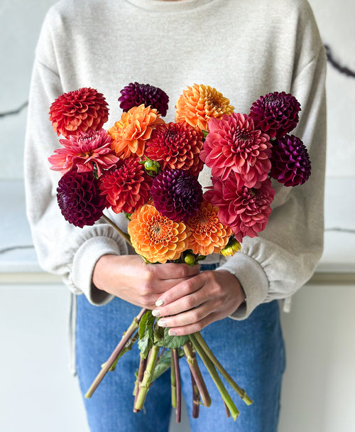 Fall Dahls (15 stems)