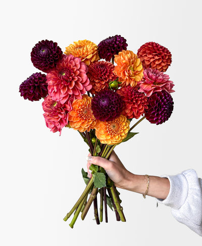 Fall Dahls (15 stems)