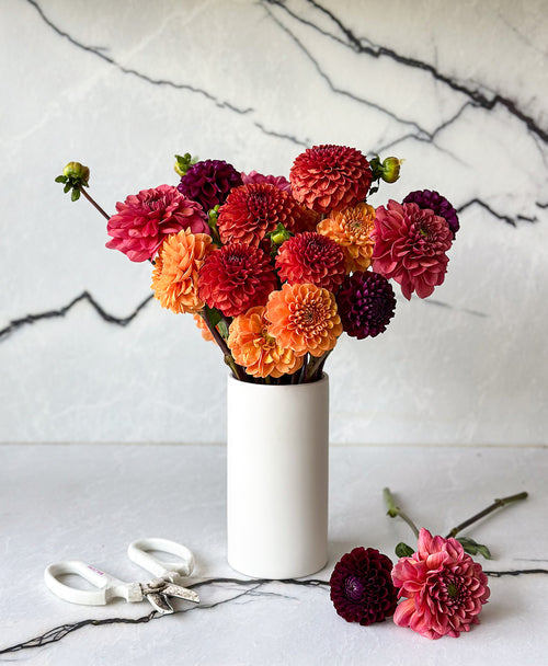 More Fall Dahls (24 stems)
