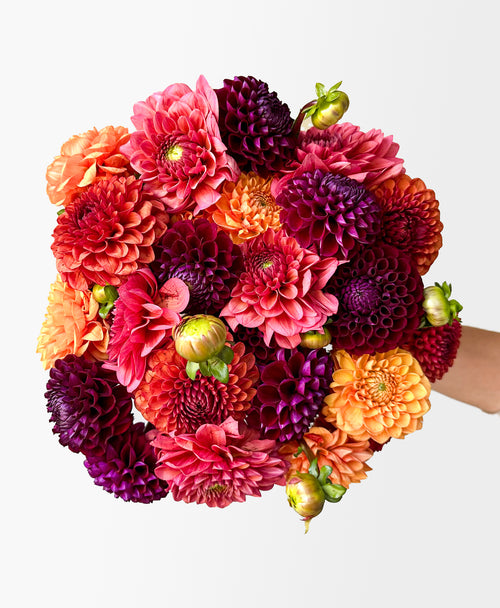 More Fall Dahls (24 stems)
