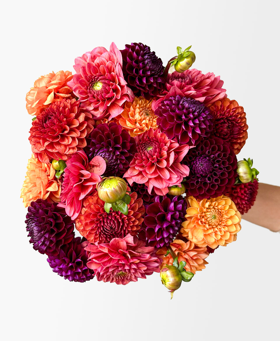 Dahlias Delivered in Ontario