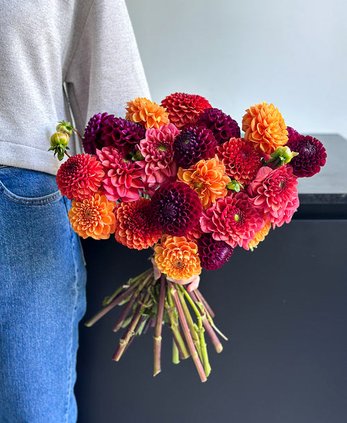 More Fall Dahls (24 stems)