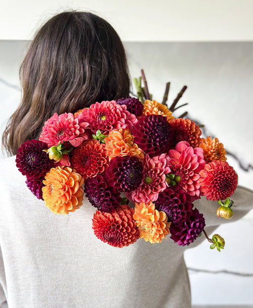 More Fall Dahls (24 stems)