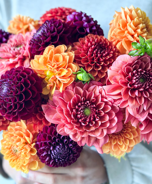 More Fall Dahls (24 stems)