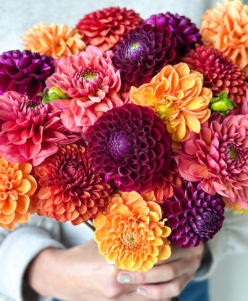 More Fall Dahls (24 stems)