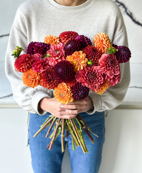 More Fall Dahls (24 stems)