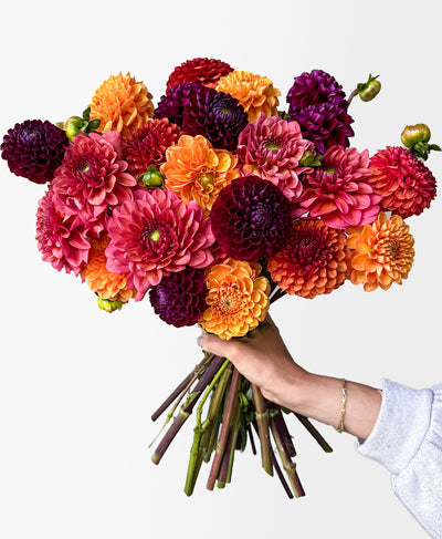 More Fall Dahls (24 stems)