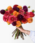 More Fall Dahls (24 stems)