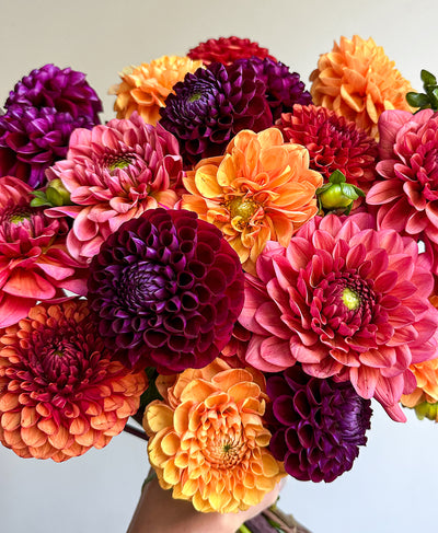 More Fall Dahls (24 stems)