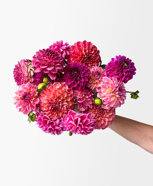 Dahled Up (15 stems)