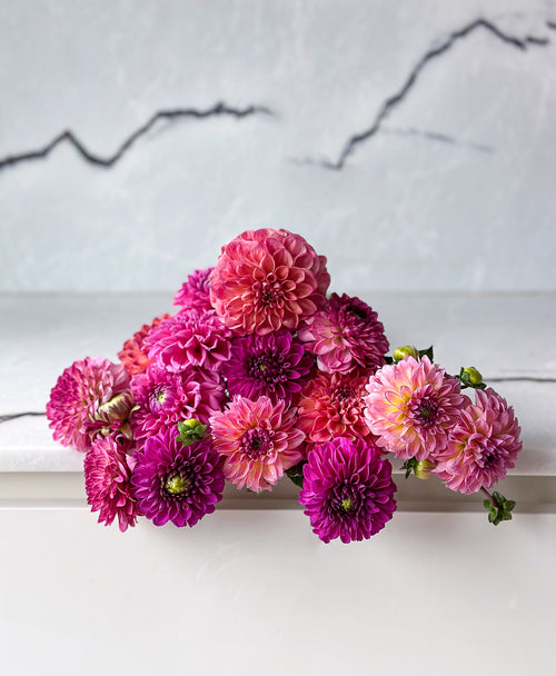 Dahled Up (15 stems)