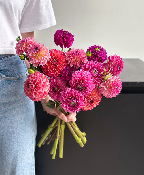 Dahled Up (15 stems)