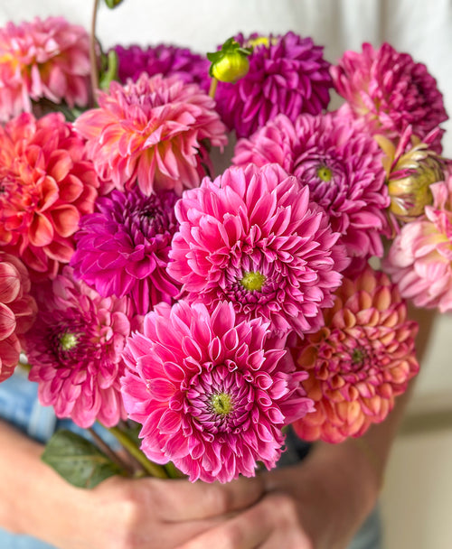 Dahled Up (15 stems)