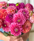 Dahled Up (15 stems)
