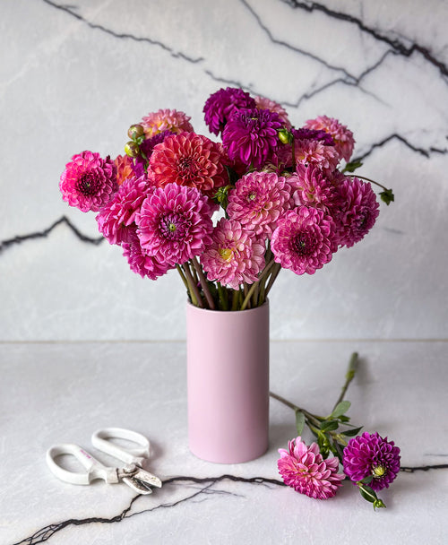 Extra Dahled Up (24 stems)