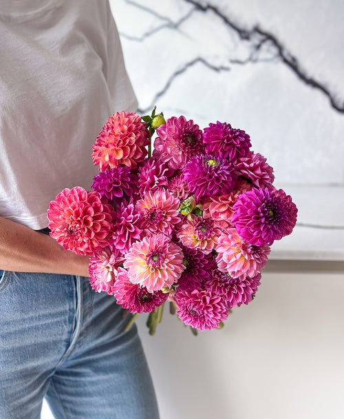 Extra Dahled Up (24 stems)