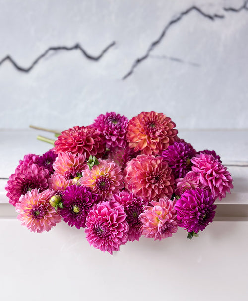 Extra Dahled Up (24 stems)