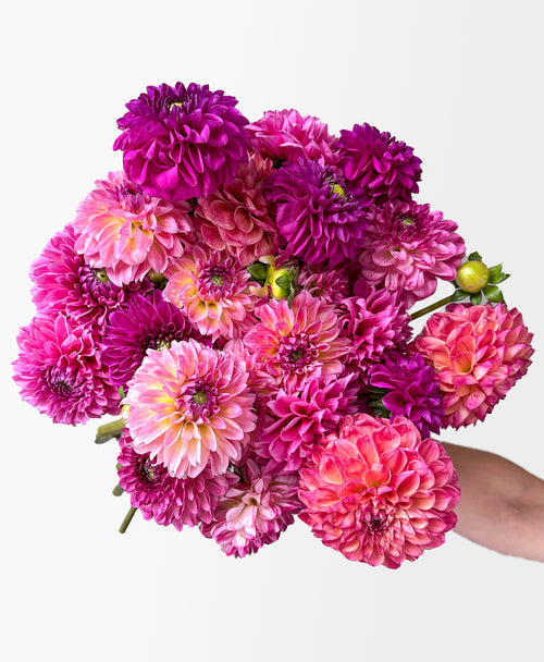 Extra Dahled Up (24 stems)