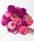 Extra Dahled Up (24 stems)