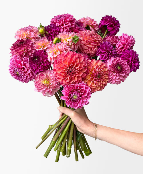 Extra Dahled Up (24 stems)