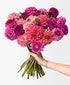 Extra Dahled Up (24 stems)