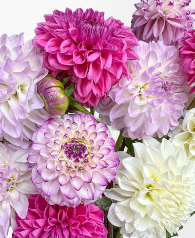 Dahzzling Dahlias (12 stems)