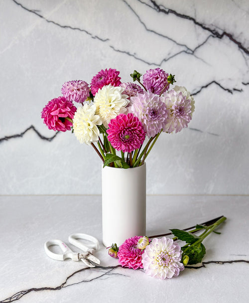 Dahzzling Dahlias (12 stems)