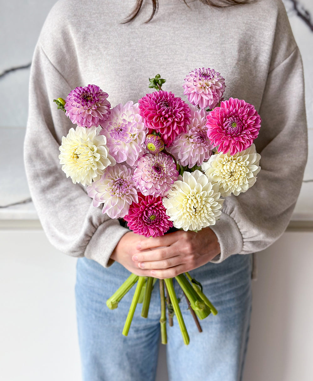 Send Dahlias Toronto's best flowers delivery near me
