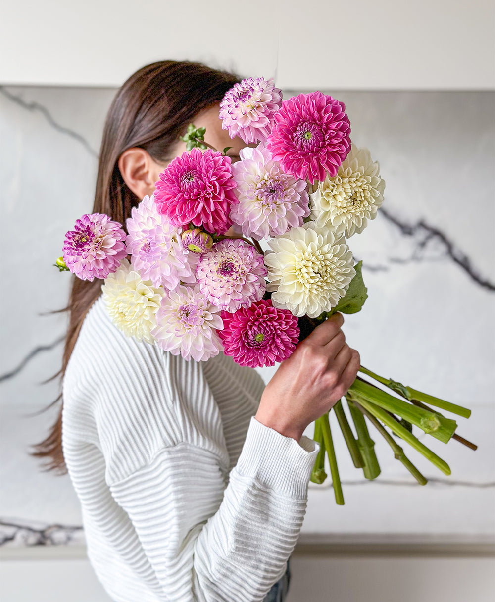 Send Dahlias Toronto's best flowers delivery near me